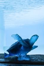 Daum Coral Sea Blue Sea Turtle Large